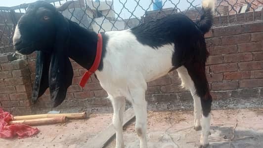 black  and white Sindhi dabba Bakra