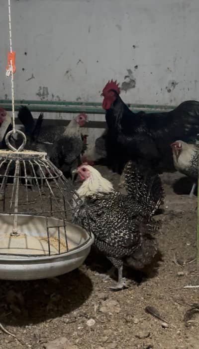 Fayoumi Misri Egg laying