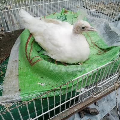 peacock chick