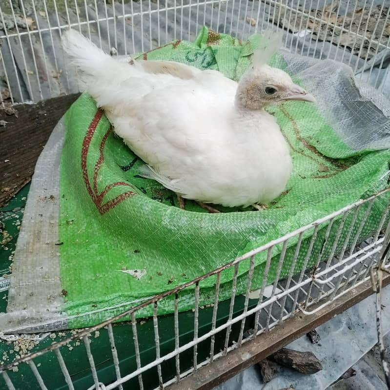 peacock chick 0