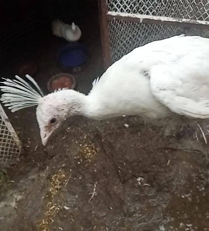 peacock chick 1