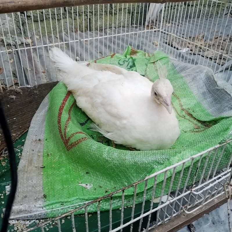 peacock chick 2