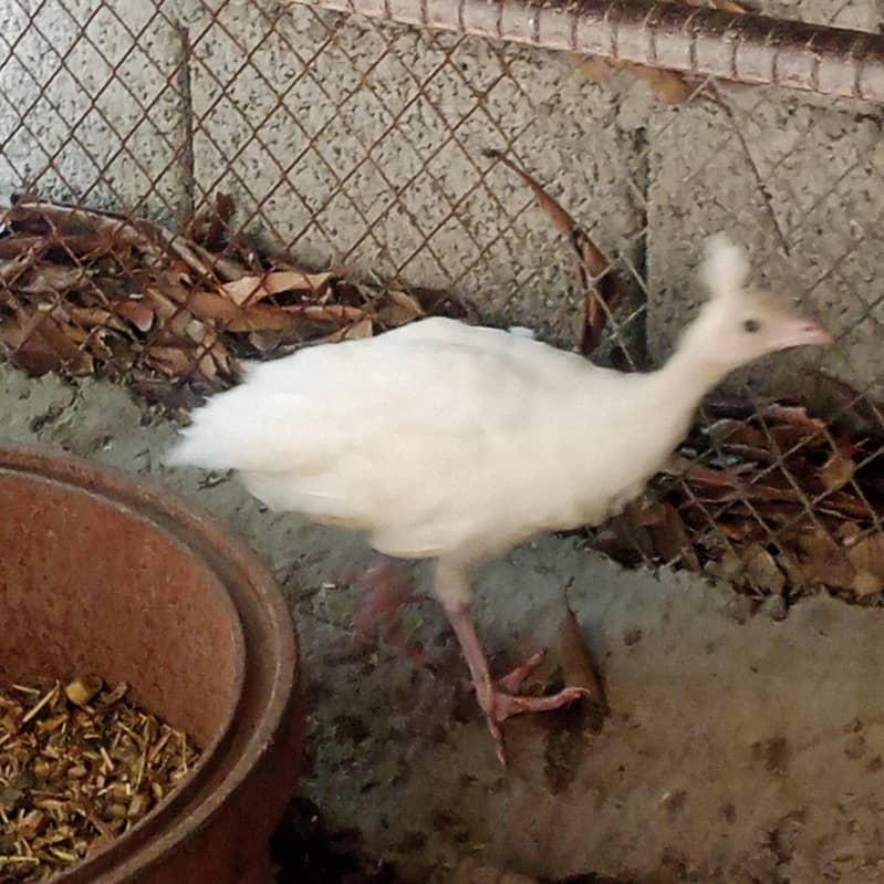 peacock chick 3