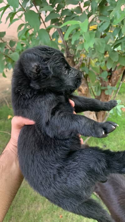 German shepherd puppies