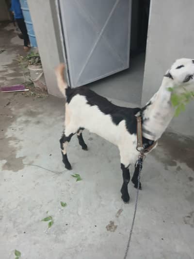bakri for sale