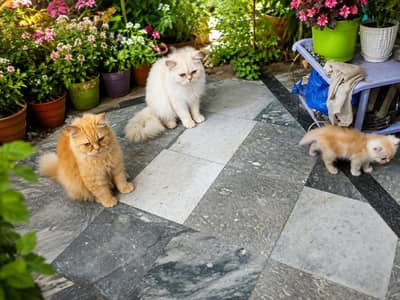Persian Cat pair with 1 month old kitten