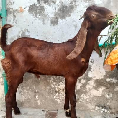 MASHAALLAH g Bohat hi khoobsorat Bakra  Whatsapp 03111412912