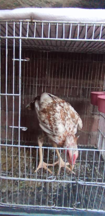 Urgent Sell Pure Aseel Pair (5-6 Months) - Pair Only