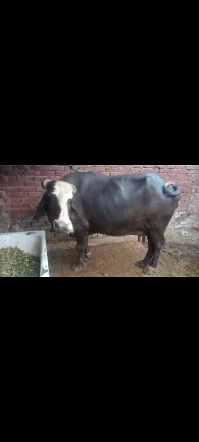 Buffalo for sale