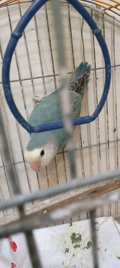 Blue Bird