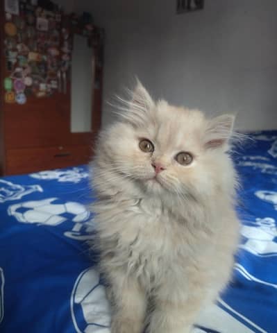 Persian cat vaccination related 3 code potty train all okay