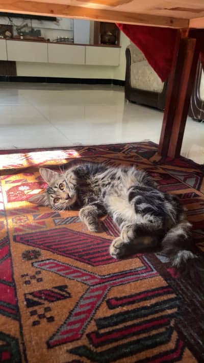 Free domestic Longhair Maine Coon
