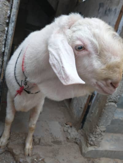 gulabi breeder Bakra for sale urgent