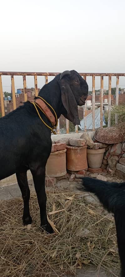 Per Goat Breed 4000 { Contact Only Sim or WhatsApp }