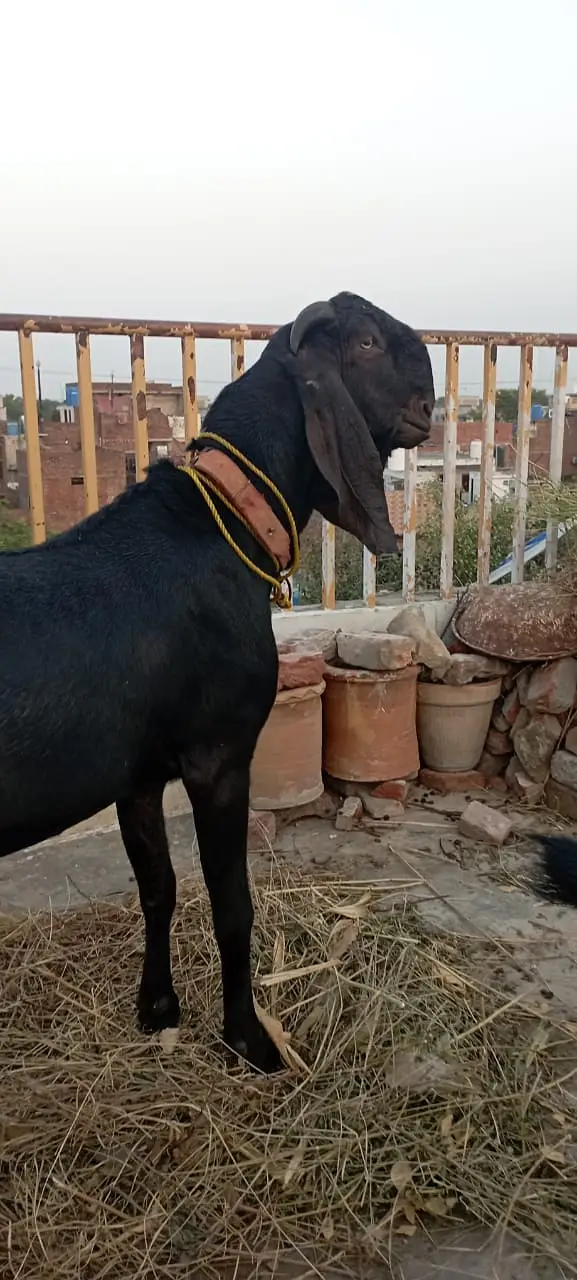 Per Goat Breed 4000 { Contact Only Sim or WhatsApp } — photo 2