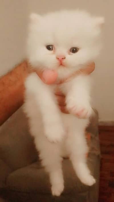 PUNCH FACE TRIPPLE COAT KITTEN