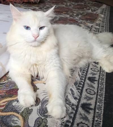 flooking for a good home (for more details check description)