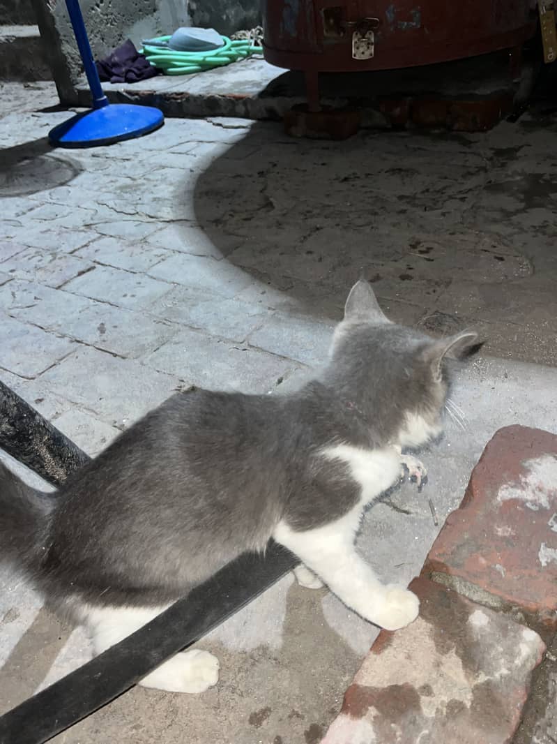 Persian cat 0