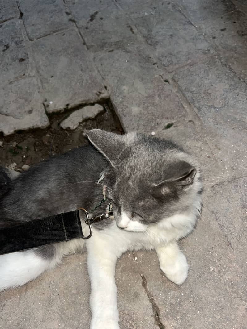Persian cat 1