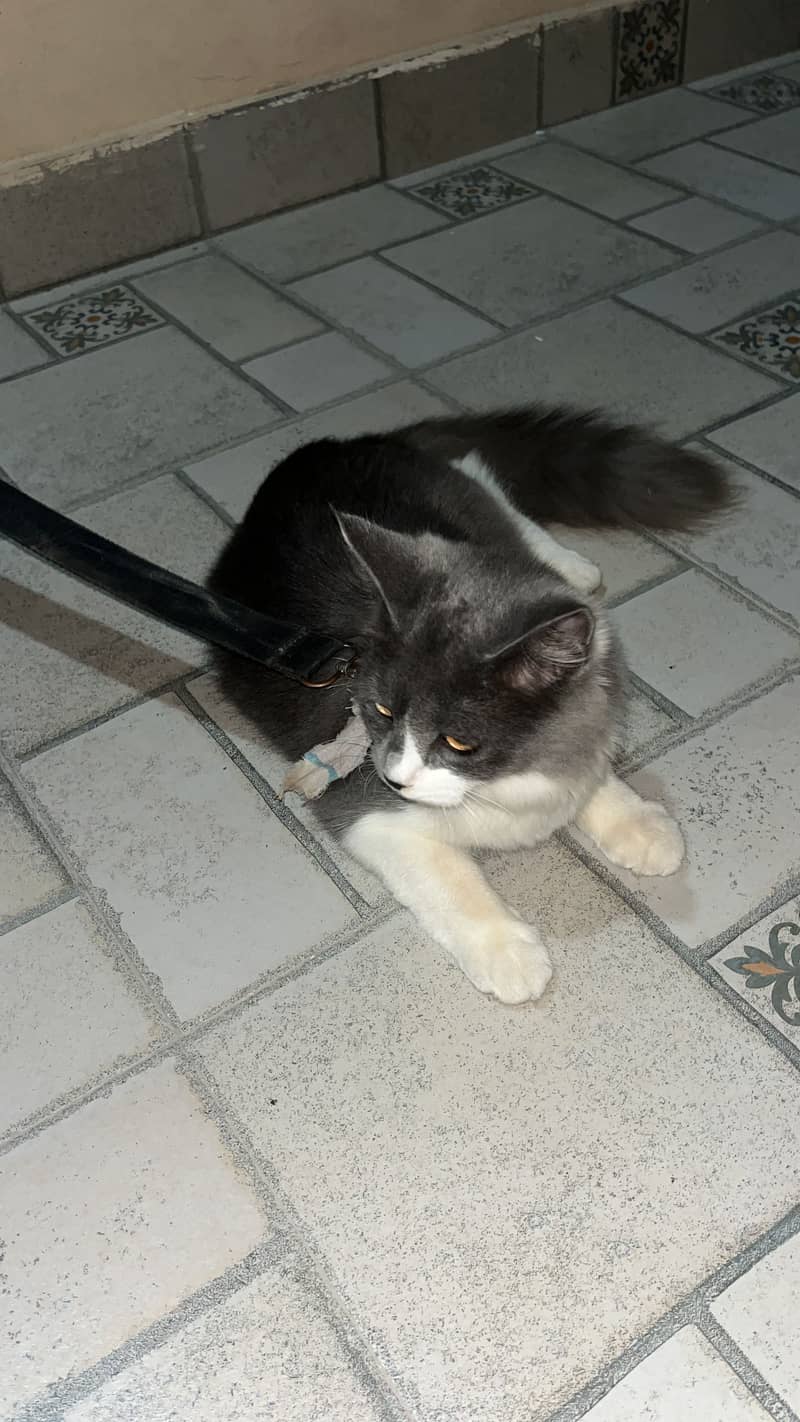Persian cat 2
