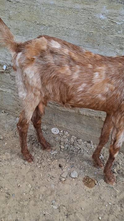 goat for sell urgent