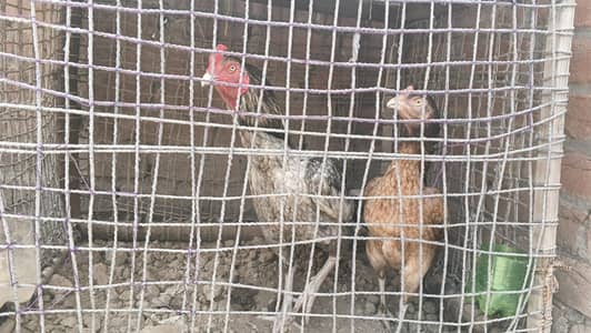 pior aseel jora home breed