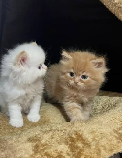 Persian cat 3 month age vaccine related 3 code potty train all okay