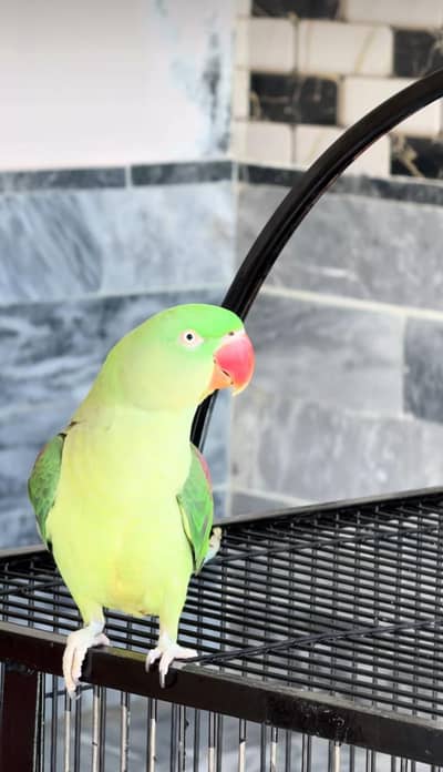 Kashmiri raw parrot for sale