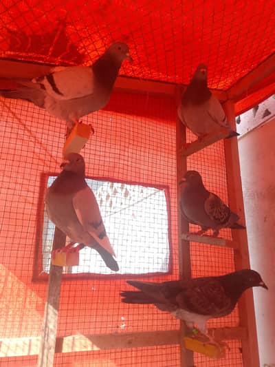 qasid pigeon