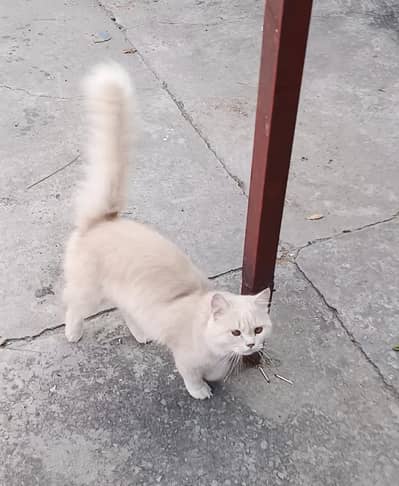 Cat For Sale Pure Persian 1 year Age