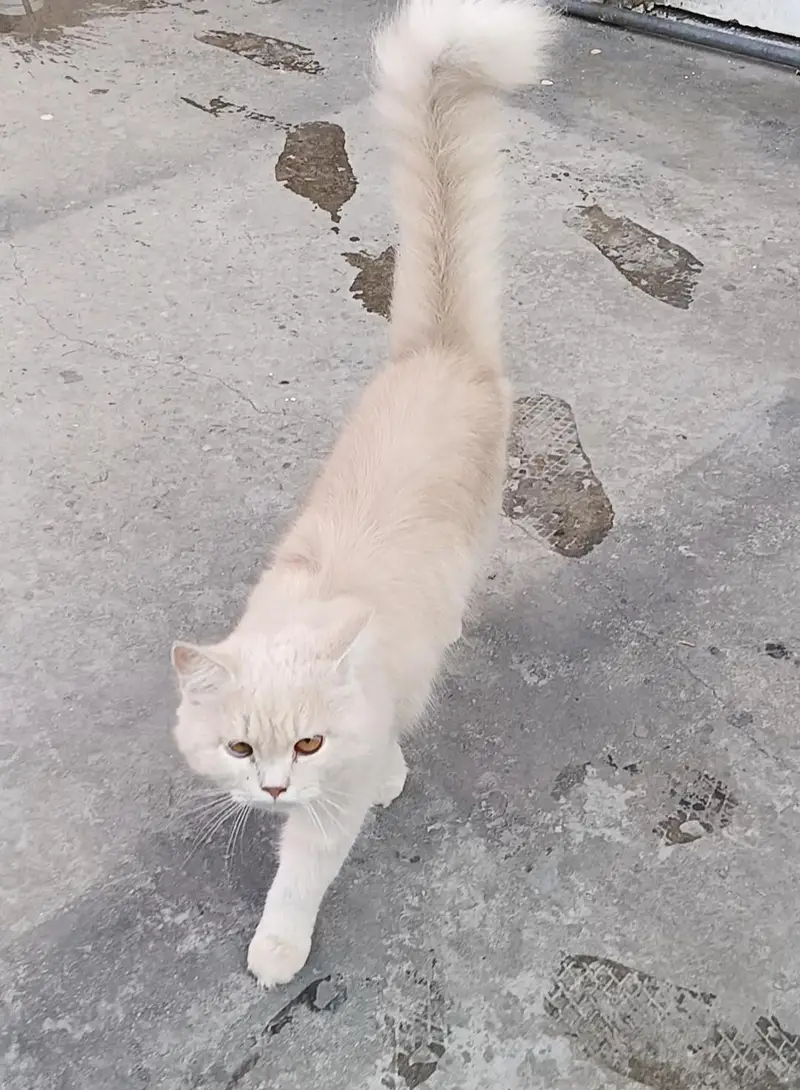 Cat For Sale Pure Persian 1 year Age — photo 2