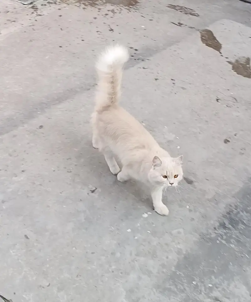 Cat For Sale Pure Persian 1 year Age — photo 3