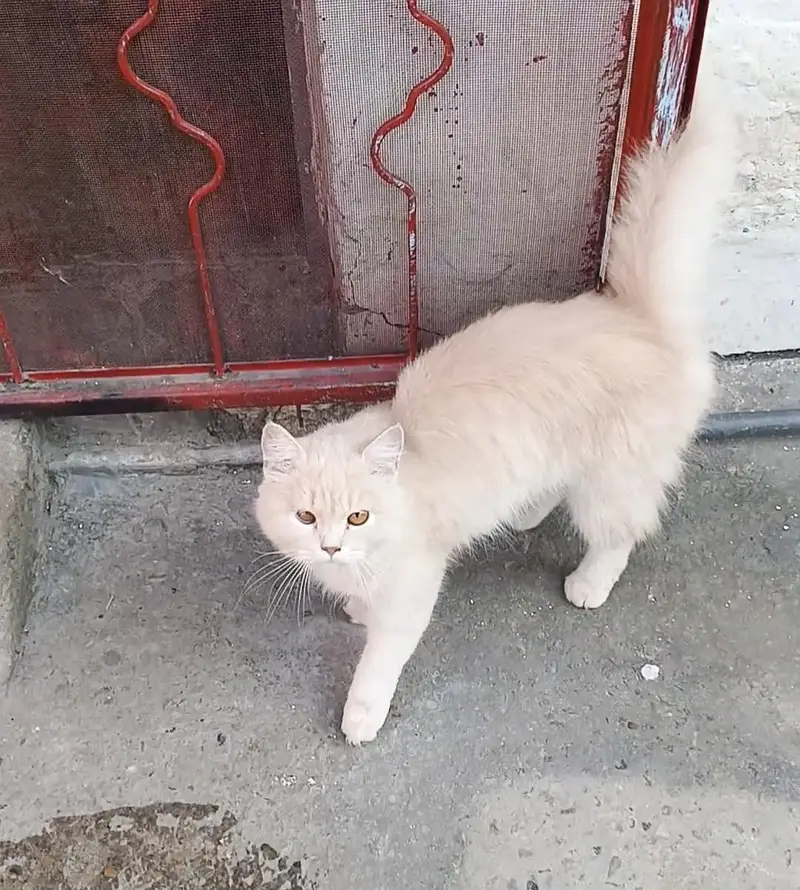 Cat For Sale Pure Persian 1 year Age — photo 4