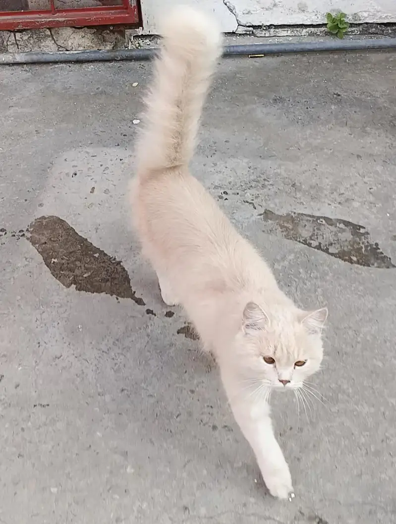Cat For Sale Pure Persian 1 year Age — photo 5
