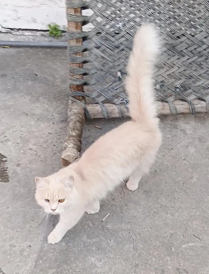Cat For Sale Pure Persian 1 year Age — photo 6
