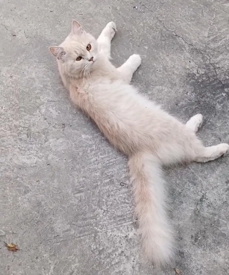 Cat For Sale Pure Persian 1 year Age — photo 7