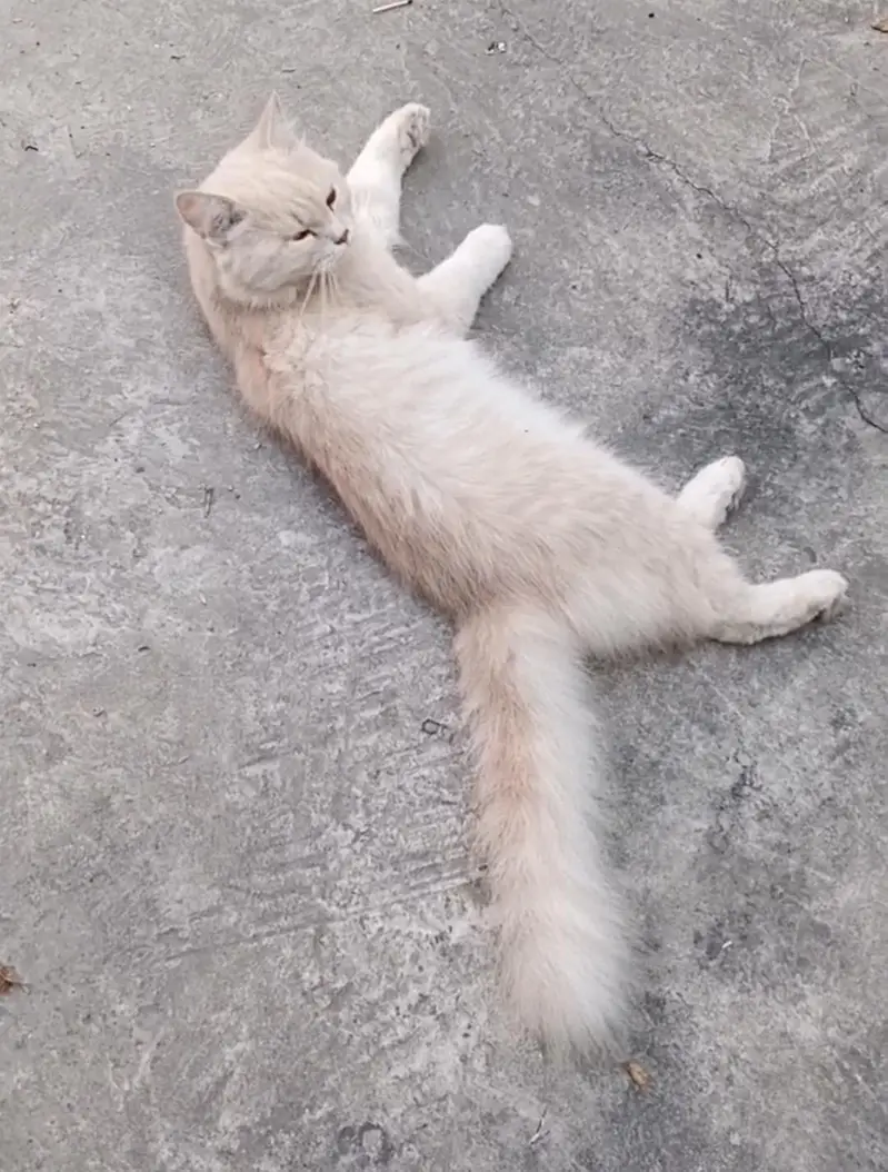 Cat For Sale Pure Persian 1 year Age — photo 8