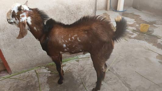 bakra ando