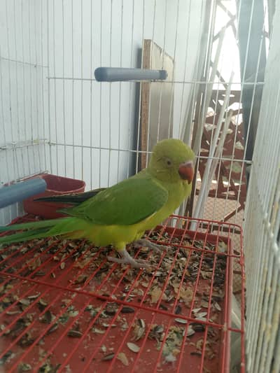 Green ringneck for sale