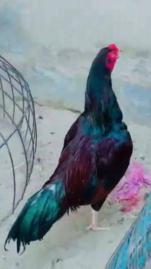 aseel 7
