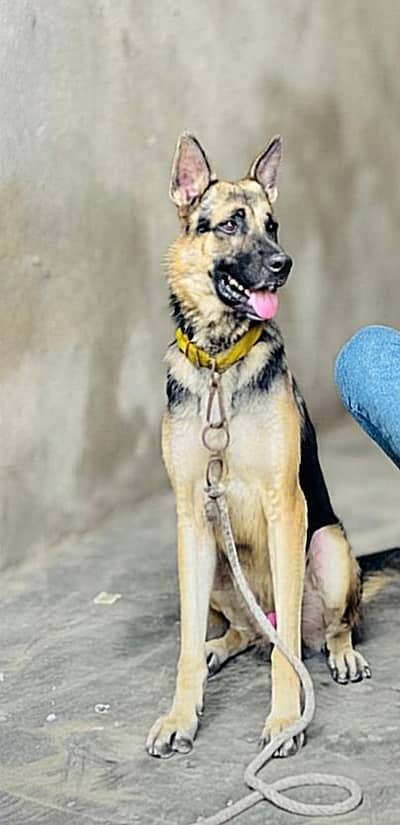 German Shepherd