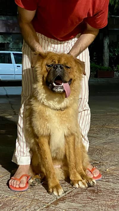 Tibetan mastiff and bakharwal mix