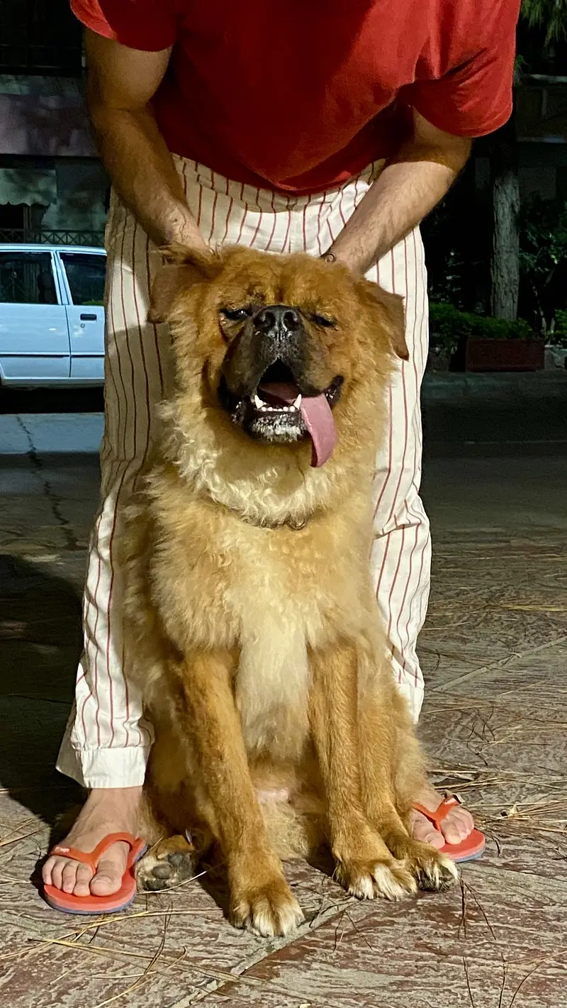 Tibetan mastiff and bakharwal mix