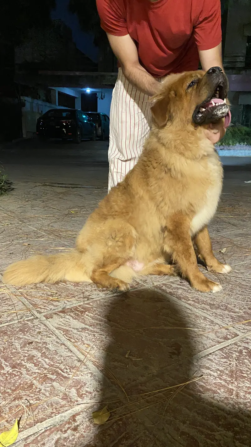 Tibetan mastiff and bakharwal mix — photo 2
