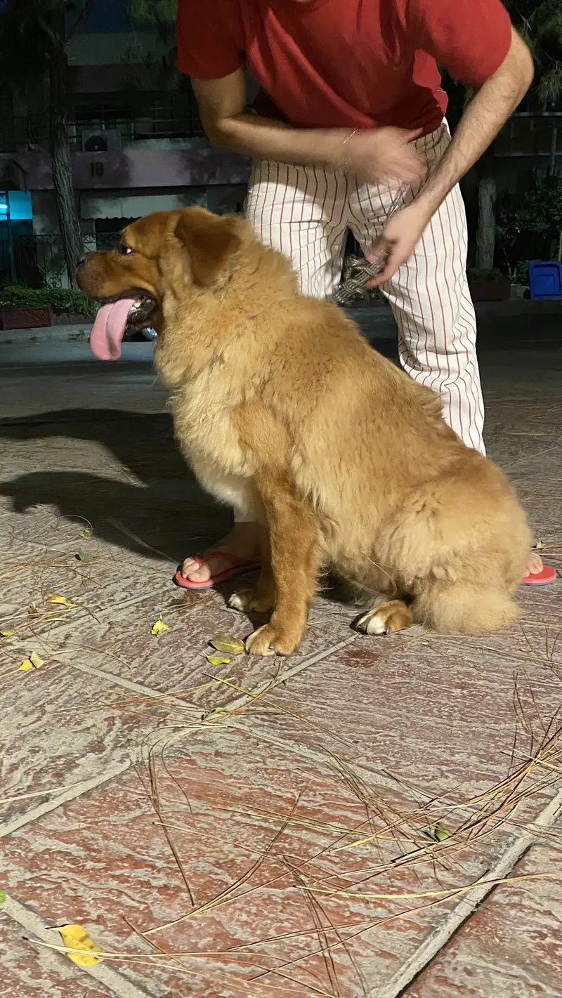 Tibetan mastiff and bakharwal mix — photo 3
