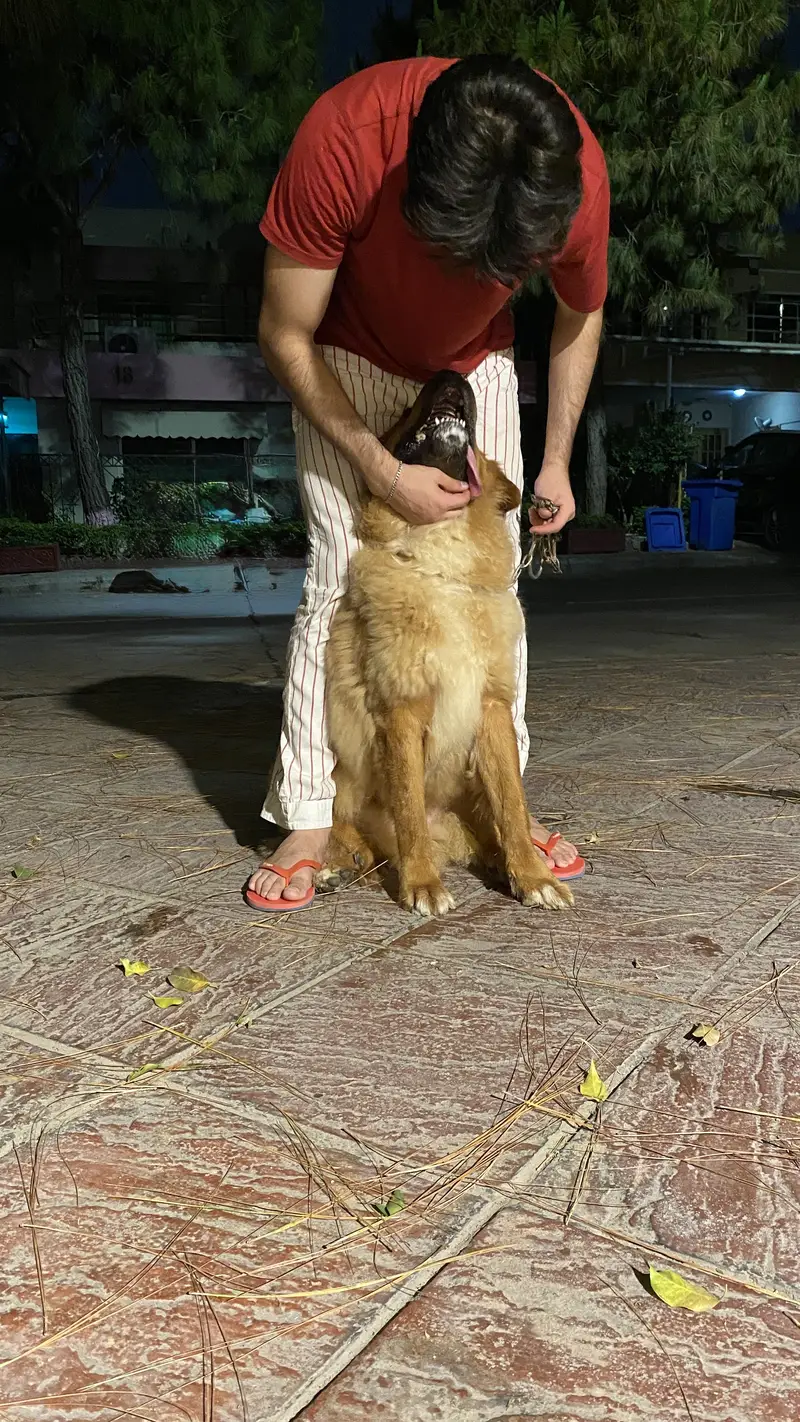 Tibetan mastiff and bakharwal mix — photo 4