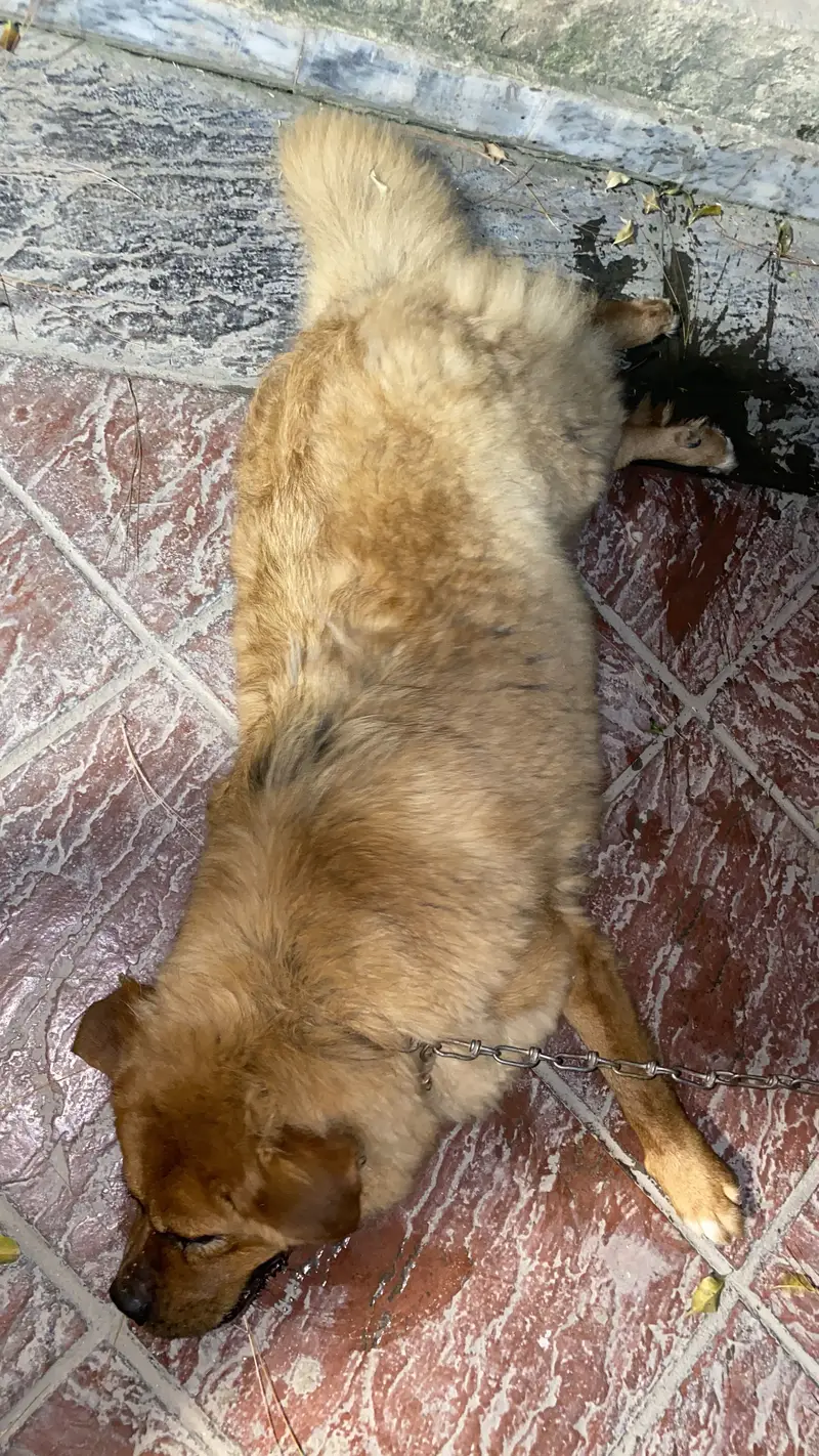 Tibetan mastiff and bakharwal mix — photo 5