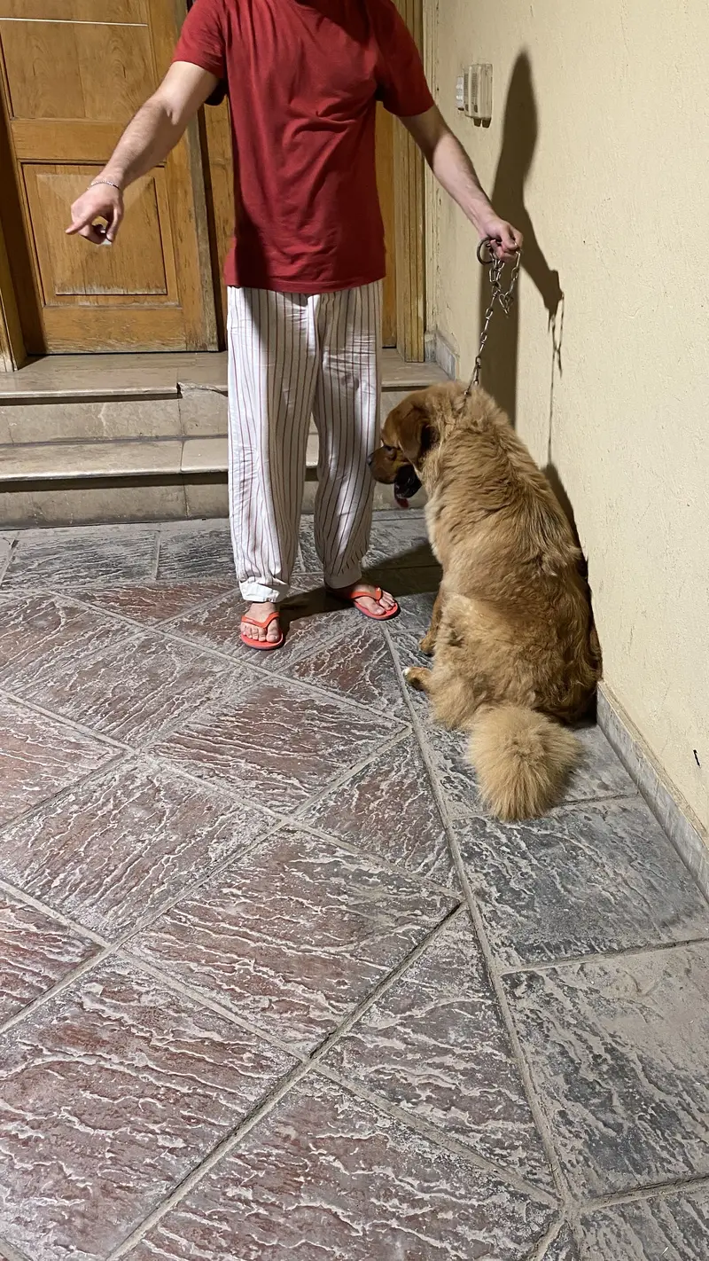 Tibetan mastiff and bakharwal mix — photo 6