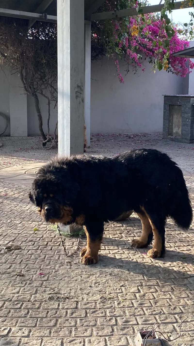 Tibetan mastiff and bakharwal mix — photo 7