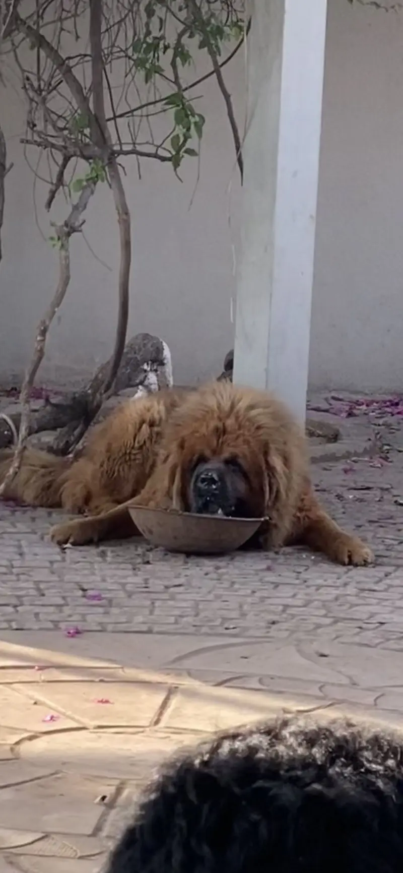 Tibetan mastiff and bakharwal mix — photo 8